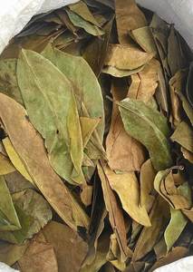 Hojas de Guanábana de calidad exportada, cultivadas orgánicamente, secadas cuidadosamente, la mejor tarifa del proveedor de Vietnam - Product Image 6