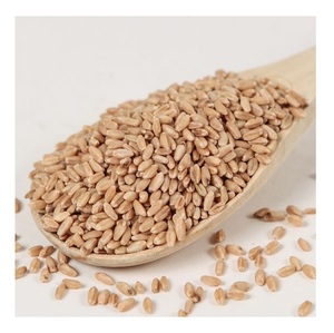 White Soft and Hard <b>Wheat</b> Grains for Sale - Product Image 6