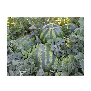 Sandía Fresca Sin Semillas Más Vendida, Orgánica, Pura, Natural, Dulce, Grado A, 25 kg, de Portugal - Product Image 2