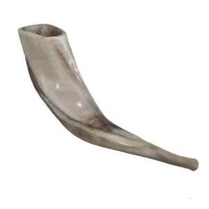 Shofar poli en gros, véritable corne de bélier naturelle, shofar à vendre, corne de bélier pour instrument, shofar juif religieux - Product Image 1