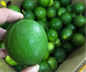 มะนาวเขียวเวียดนามสด ไม่มีเมล็ด ขายส่ง สำหรับใช้ในอาหาร - Product Image 6