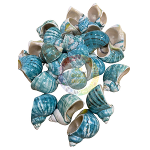 Turban Turbo Vert de 8 à 10cm, Coquilles de Corail Poli pour Décorations de Noël, Bricolage Artisanal, Escargots de Mer Originaux - Product Image 1