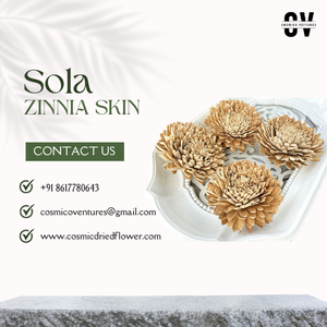 Flor de Zinnia Sola de Primera Calidad Popular para Decoración de Graduación, Bodas, Hogar y Oficina, Arreglo de Flores Secas Ecológico - Product Image 2