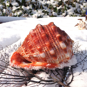 En savoir plus sur la remarquable coquille de Rufa de Chypre: le joyau de la couronne des trésors marins connu pour sa forme étonnante - Product Image 3
