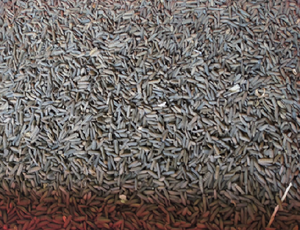 Thân thiện với môi chiên BSF ấu trùng | Giá trị dinh dưỡng cao bữa ăn côn trùng cho gia cầm | 100% tự nhiên và dài Hạn sử dụng | <span class=keywords><strong>MS</strong></span> JESSI - Product Image 3