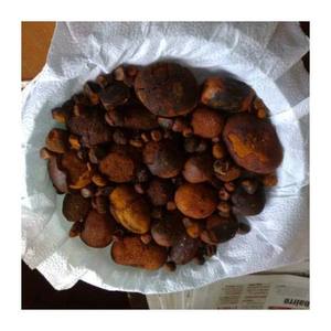 Wholesale dried cattle gallstones trusted supplier with fast worldwide shipping - Product Image 1