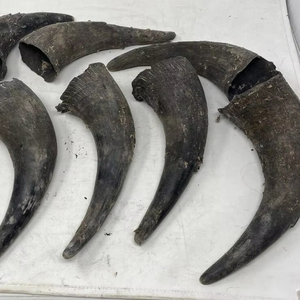 Corne de buffle brute cueillie à la main pour façonner les boutons et les peignes Accessoires artisanaux traditionnels sculptés solides et durables Écologique - Product Image 1