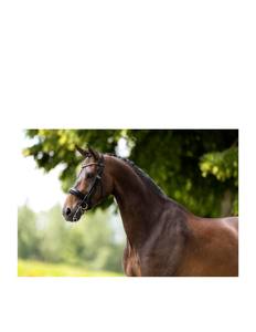 Brida de caballo efímera Weymouth Sheffield Productos Premium para caballos - Product Image 3