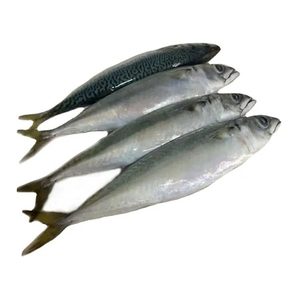 Pescado Caballa Entero Congelado envasado al Vacío Bajo en Azúcar Bajo en Grasa Mejor Calidad - Product Image 2