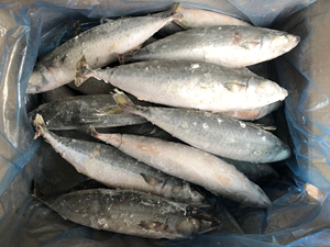 ชุดสุญญากาศปลาแมคเคอเรลแช่แข็งทั้งหมดสำหรับอาหารทะเลแช่แข็งไขมันต่ำ - Product Image 2