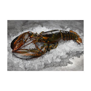 Homard cru entier canadien provenant directement de l'usine, disponible en vrac pour les commandes régulières. - Product Image 6