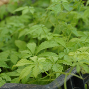 สมุนไพรแห้งธรรมชาติใบจินโนสเตมมา - Product Image 6