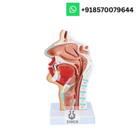 Modèle de cavité nasale avec anatomie de Laynx et du pharynx Modèle de nez en PVC