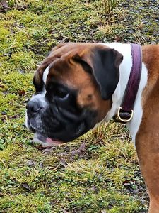 Collier de chien réglable en cuir PU de style tactique avec bandes réfléchissantes OEM ODM disponible prix de gros - Product Image 6