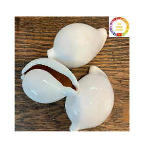 Coquilles de cauri naturelles blanches de qualité supérieure pour décor et accessoires de thème côtier - Product Image 1