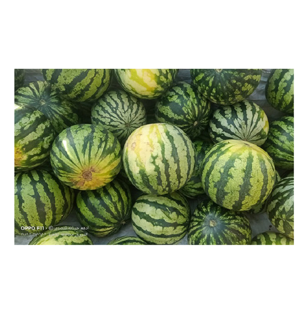 Египетский поставщик свежих фруктов высокого качества 100% натуральный вкусный вкус арбуз без косточек по надежной рыночной цене
