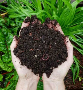 VERMICOMPOST BIOLOGIQUE PUR/ALIMENTATION DU SOL PROPRE/ENTRANT VÉGÉTAL - Product Image 1