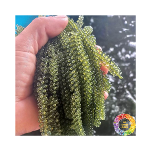 Raisins de mer séchés aux algues de qualité supérieure Caulerpa Lentillifera Seagrape déshydrater le produit d'exportation de qualité pour l'approvisionnement en gros - Product Image 1