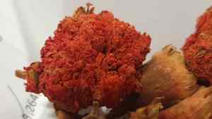 2024 al por mayor 100% naturales flores secas a granel de alta calidad material Granada flores secas fragancia natural de alta calidad - Product Image 5