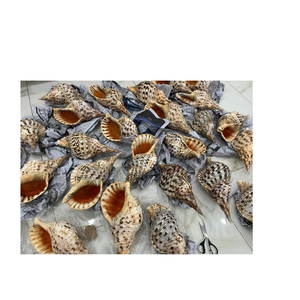 Auténticas conchas en espiral marinas de Vietnam para decoración de interiores temática de playa, obras artísticas y regalos de boda en el océano - Product Image 4