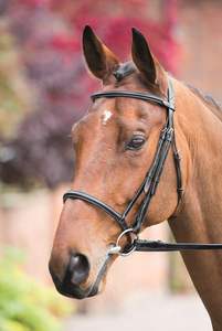 Raised Cavesson Brida de caballo de cuero genuino Fabricante Brida de caballo de cuero genuino colorido de lujo en la India - Product Image 6