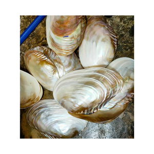 Vente chaude Coquillages Vietnamiens Coquillages de Mer pour Collectionneurs en Vrac: Prix de Gros - Product Image 1