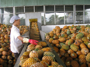 Ananas en conserve authentique du Vietnam, morceaux d'ananas en conserve de qualité supérieure au sirop au goût riche pour boissons et desserts - Product Image 3