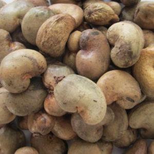 Usine de noix de cajou brutes pour l'industrie de transformation Norme de noix de cajou brutes biologiques pour l'exportation aux États-Unis - Product Image 6