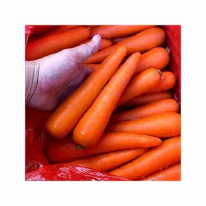 新鲜胡萝卜/纸箱清洁胡萝卜/胡萝卜批发商价格