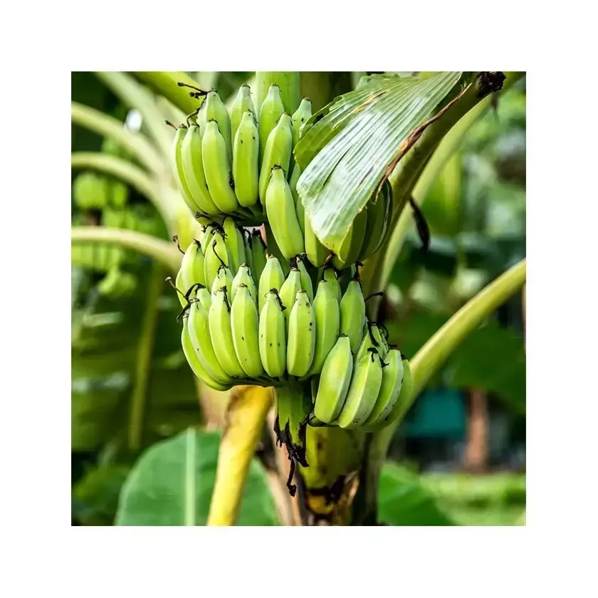 Banana Cavendish 100% Fresh - Atacado para exportação de bananas cavendish/verde em todo o mundo