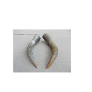 Paire de corne de buffle non polie couleur marron naturelle article de décoration de pièce de meilleure qualité pour corne de paire de buffle à bas prix - Product Image 1