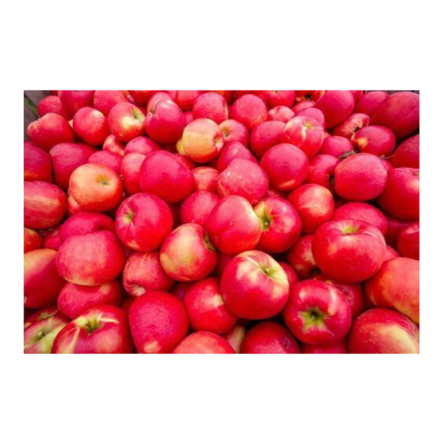 Bulk red apples supplier wholesale distribution available at discount price and quick supply