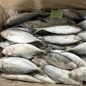 Pescado Scad de Ojo Grande Entero Congelado a Granel IQF Vietnam Venta al por Mayor Precio Bajo - Product Image 5