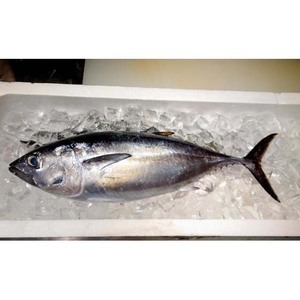 Atún congelado capturado en el océano, fresco congelado y adecuado para enlatado y procesamiento - Product Image 6