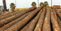 Bûches de pin pour bardage en bois, placage spécial, découpe sur mesure - Cadres en bois écologiques sur mesure, exportation vers l'Europe