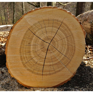 Tablas de Madera de Fresno, Madera Dura Resistente y Elástica, Perfecta para Trabajos de Doblado y Moldeado - Product Image 6