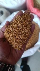 Nouvelles graines de fenugrec fraîches et biologiques de haute qualité, prix de gros - Product Image 2