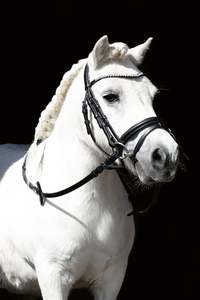 Diamond Shetty <b>Bridle</b> - Product Image 3