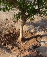 ISONEM Polymère agricole de rétention d'eau pour le sol, économise les coûts d'irrigation PRIX NÉGOCIALE