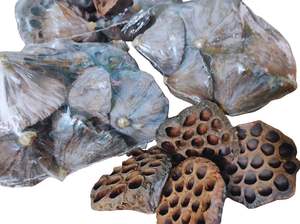 Vainas de loto secas para decoración de acuario Fish Hiding Place Home Decor - Product Image 2