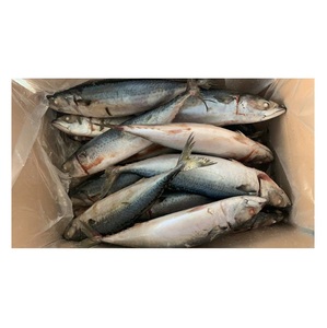 Pescado Congelado: Caballa del Pacífico - Suministro al por Mayor de Caballa del Pacífico - Product Image 5