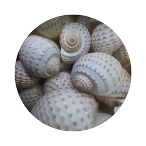 ตกแต่งบ้านลายเปลือกกระจุกราคาถูกจากเวียดนาม - Product Image 1