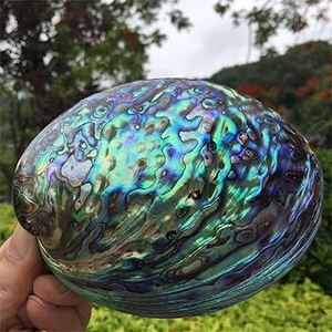 Decorative Natural <b>Abalone</b> <b>Shell</b> Unique Shimmering Patterns Ideal for Jewelry Making Arts and Crafts from Vietnam - Product Image 3