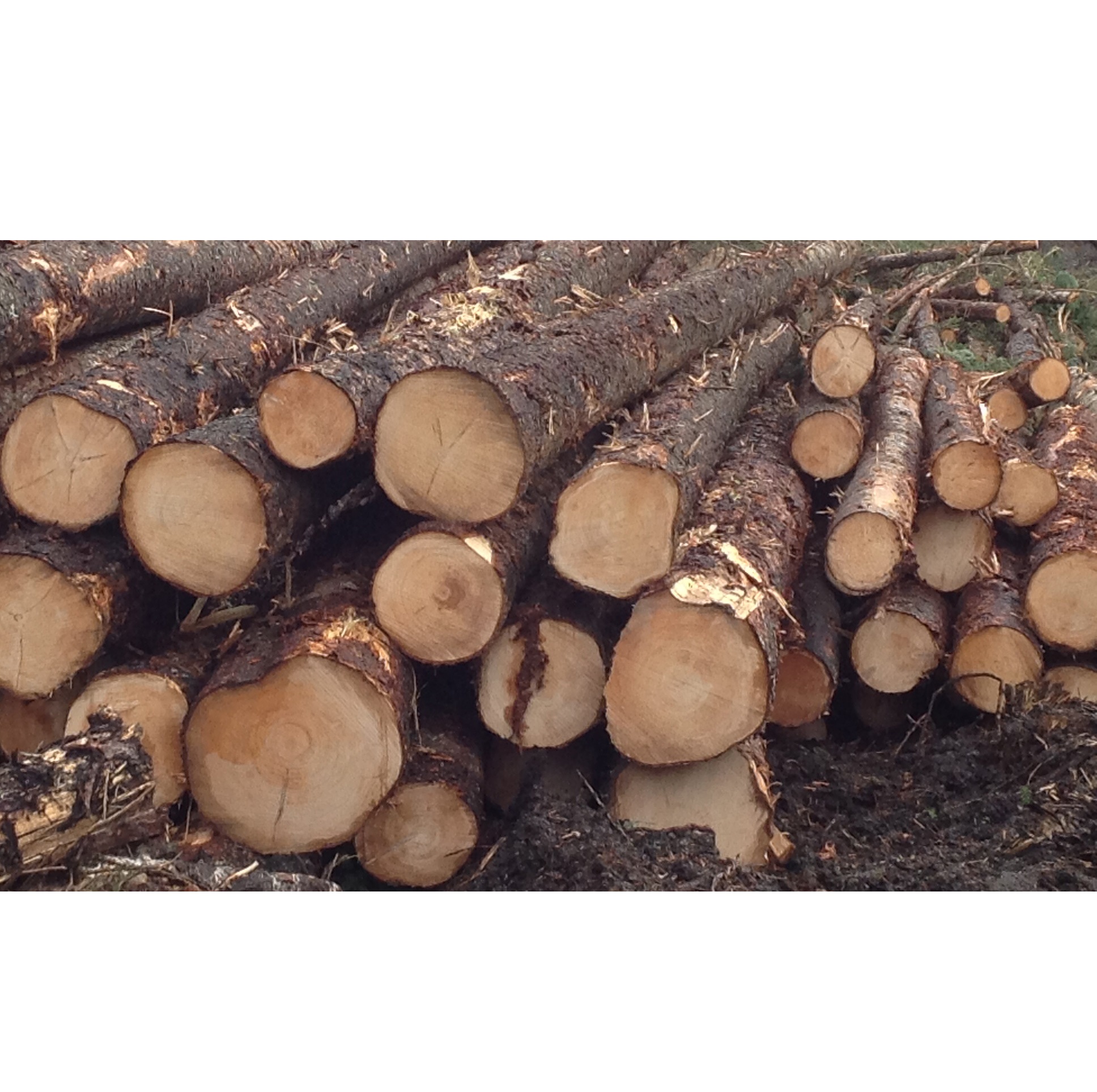 Spruce Wood Logs - High-Quality Timber for Sawmills and Wood Industries