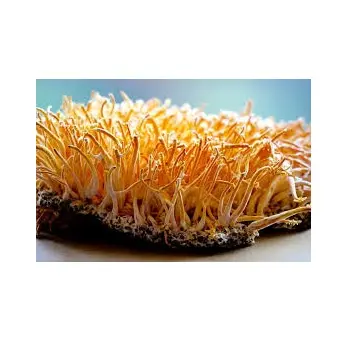 1/6 toptan fiyat Cordyceps Militaris özü tozu polisakkarit Cordycepin saf doğal bitkisel özü