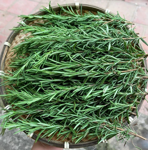 Hojas de Romero Secas al por Mayor de Vietnam, Directamente de Fábrica, para Sazonar Alimentos, Bolsitas de Té y Empaquetado a Granel - Product Image 6