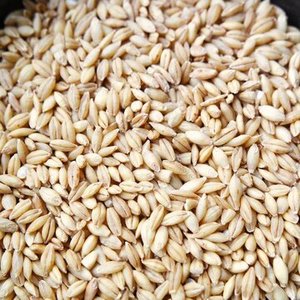 Farm Price Pure Barley <b>Grain</b> / Barley Malt <b>Grain</b> / Hulled Barley <b>Grain</b> For Sales - Product Image 1