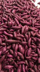 Gran cantidad de batata seca de exportación con precio premium del proveedor de Vietnam - Product Image 4