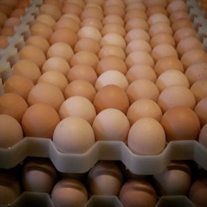 Chất Lượng Cao Cấp Bón Phân Nở Trứng Gà Tươi Trắng Nâu Gà Thịt Trứng Mua Giao Hàng Nhanh Bán Buôn Giá Rẻ Trực Tuyến - Product Image 3
