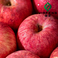 Fournisseur de fruits de première qualité, pommes fraîches de qualité supérieure, destinées à l'exportation